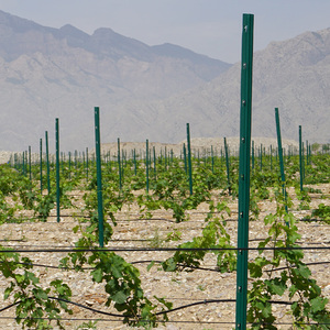 Paletti per vigneto in metallo zincato a caldo supporto per la vite a bassa manutenzione per il sistema a traliccio frutteti allevamenti di calore di pressione - Product Image 5