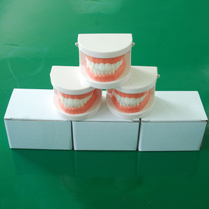 Giao dịch tốt nhất thân thiện với môi PVC đầy màu sắc ISO chứng nhận thực hành nha khoa chăm sóc răng mô hình giảng dạy nha sĩ trình diễn bán Hot - Product Image 4