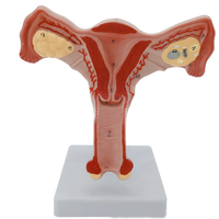 Modèle utérin féminin médical avec ovaires bilatéraux, structure reproductive féminine, modèle anatomique CE/ISO
