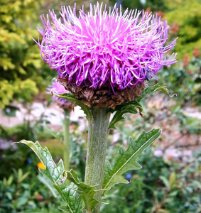 Produtos saudáveis de alta qualidade Planta raiz <span class=keywords><strong>maral</strong></span> extrato raiz <span class=keywords><strong>maral</strong></span> extrato rhaponticum carthamoides raiz <span class=keywords><strong>Maral</strong></span> - Product Image 3