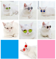Lunettes de soleil pour hommes, accessoires à la mode, verre yeux de chat, chien, nouvelle collection