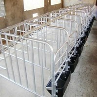 Barre de positionnement de truie porcine galvanisée moderne Nouvelles cages pour animaux et stylo de gestation de truie Équipements agricoles