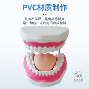 Enseñanza de cuidado dental en jardín de infantes: Cuidado del modelo dental humano, demostración dental con modelo oral ampliado 6 veces - Product Image 1