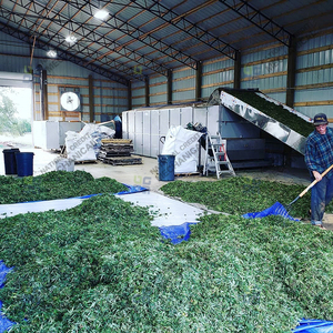 Séchoir industriel à bande maillée à chauffage au gaz pour feuilles d'olivier, herbes et chanvre <span class=keywords><strong>CBD</strong></span> - Product Image 1