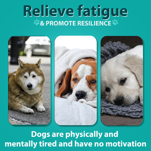 Alimentos para mascotas con logotipo personalizado 110, masticables suaves para perros, aperitivos tranquilos, sabor a pollo, suplemento calmante de cáñamo para perros, alivio de la ansiedad y el estrés - Product Image 3