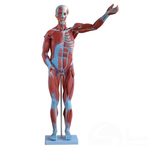 Maniquí de <span class=keywords><strong>ciencia</strong></span> médica, modelo de músculo masculino <span class=keywords><strong>humano</strong></span> de 80CM con 27 piezas, incluye órganos internos para entrenamiento y estudio anatómico - Product Image 5