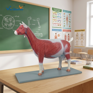 Modelo de Anatomía de <span class=keywords><strong>Cabra</strong></span> Capra Hircus, Modelo de <span class=keywords><strong>Esqueleto</strong></span> de PVC para Ciencias Médicas - Product Image 4