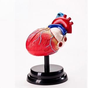 Modelo Anatómico Desmontable del Corazón Humano, Kit Educativo de Ciencias con Piezas de Vasos Sanguíneos, Material Didáctico para <span class=keywords><strong>el</strong></span> Aprendizaje de Biología - Product Image 3