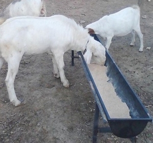 Équipement d'élevage, <span class=keywords><strong>auge</strong></span> à nourriture en plastique pour bétail et moutons de 1 m / 1,95 m pour l'alimentation des animaux, eau - Product Image 3
