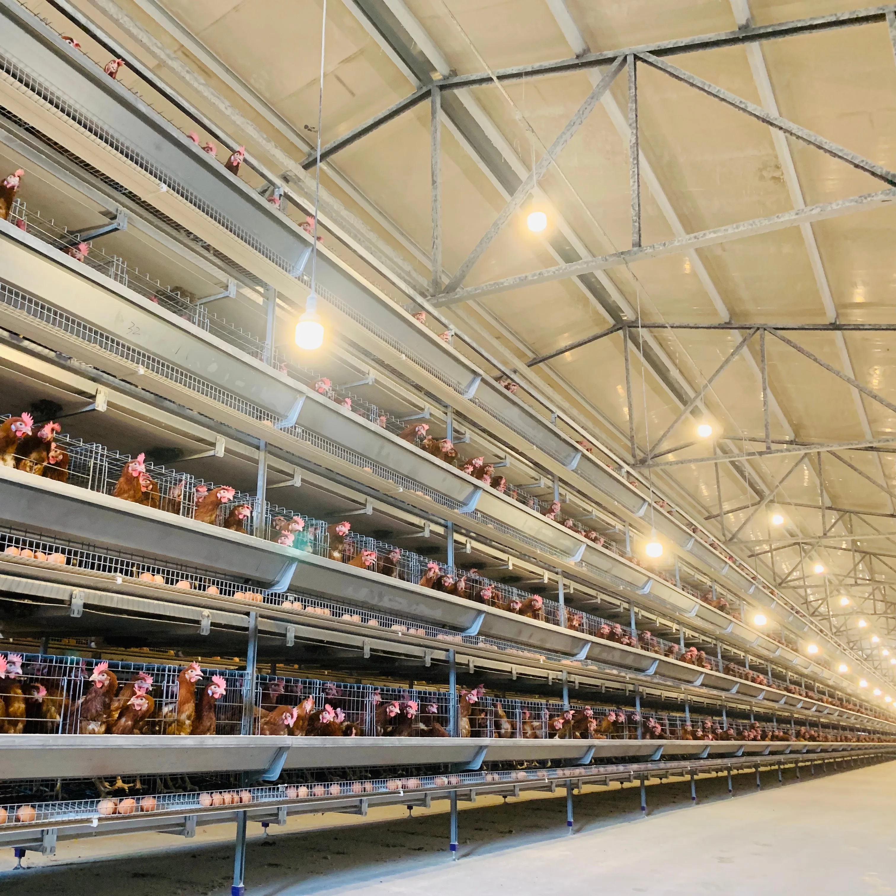 Chine Cages à poulets élevage de volailles avec collecte d'œufs