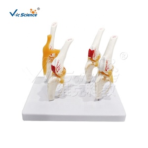Modelo de Patología de Articulación de Rodilla Canina, Modelo de Enseñanza de Anatomía Canina, Modelo de Enseñanza Funcional de Ciencias Médicas de Lujo, Huesos de Animales - Product Image 1