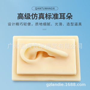 Oído realista a escala 1:1, modelo de oído humano, tipo de trompa de oído, oído de silicona para acupuntura (oreja derecha) - Product Image 1