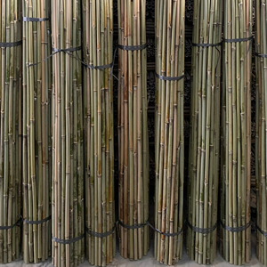 Canes de bambou Tonkin de qualité standard, simples, toutes saisons, naturelles, <span class=keywords><strong>pour</strong></span> plantes grimpantes, <span class=keywords><strong>support</strong></span> extérieur - Product Image 1