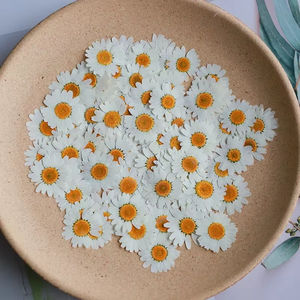 Umwelt freundliche weiße Kristall gänseblümchen gepresste Blumen für Harz schmuck Pflanzen probe Valentinstag Geschenk - Product Image 2