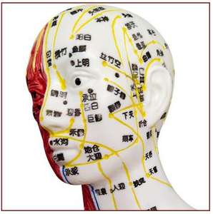 Modelo Anatómico de Musculatura para Enseñanza de Ciencias Médicas YULIN YL, Modelo de Acupuntura de Medio Cuerpo, Material de PVC, 60 cm, Masculino - Product Image 6