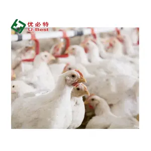 Factory Direct Sale Broiler Breeder Equipment System Plant Line Layer Farm Chicken House Equipment Poultry
