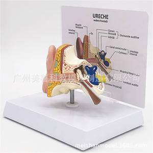 Modèle anatomique d'oreille humaine grandeur nature : un modèle de structure et d'anatomie de l'oreille humaine à l'échelle 1:1, soigneusement rédigé par des médecins. - Product Image 5