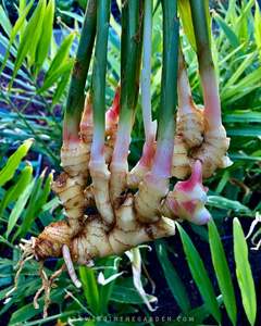 Proveedor exportador de jengibre joven y fresco de Vietnam, venta al por mayor a granel, jengibre natural para bebés de alta calidad para alimentos y bebidas - Product Image 6