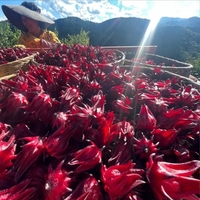 Fleur d'hibiscus séchée en vrac Roselle rouge séchée naturelle Thé aux fleurs entières d'hibiscus
