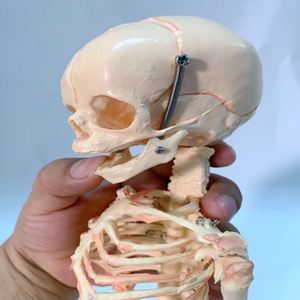 KyrenMed modèle de <span class=keywords><strong>squelette</strong></span> infantile modèle de crâne de fœtus taille réelle 15.7 pouces <span class=keywords><strong>squelette</strong></span> de bébé fœtal modèle anatomique d'orthopédie pour l'étude - Product Image 5