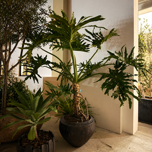 Grande plante verte combinée, feuillage en écailles de dragon et plumes de printemps, style ancien, pour intérieur, à poser au sol - Product Image 3