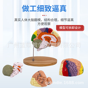 Modelo de cerebro, modelo de áreas funcionales del cerebro codificadas por colores, modelo anatómico del cerebro humano, estructura de las arterias cerebrales humanas - Product Image 2
