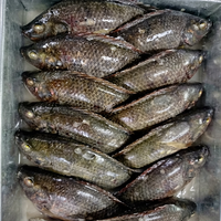 Tilapia entière congelée, emballée sous vide, pour la restauration