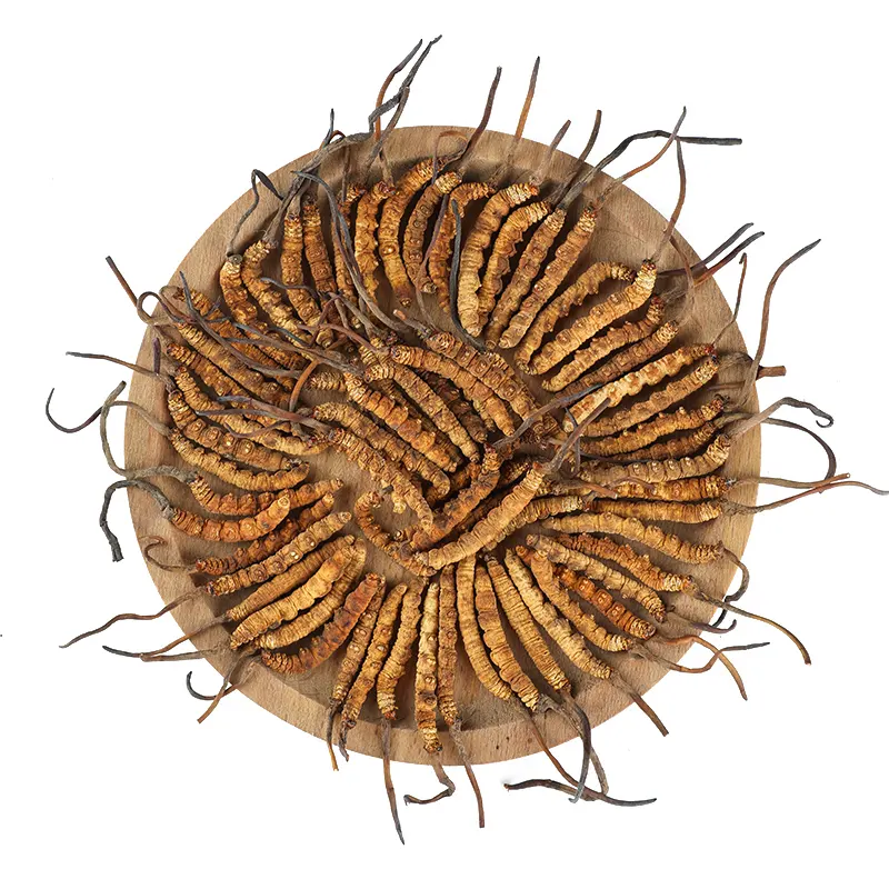 Wholesale Bulk Chinese Herbs 100% Pure Chinese Cordyceps Dried Caterpillar Fungus