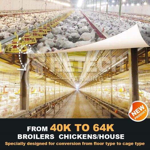 Philippines New Design Automatic Chain-type Harvesting Broiler Raising ...