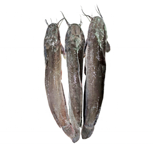 Pesce Gatto Gigante in Vendita, Vivo o Congelato, Dimensioni Grandi Oltre 10kg, Prezzo all'Ingrosso - Product Image 3