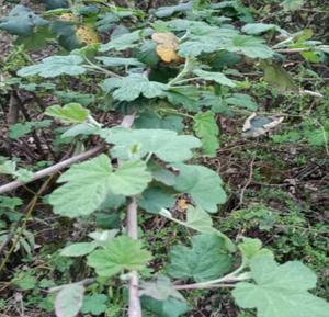 รากสมุนไพรป่าแห้งชนิดมัลติบราคท์ ราสเบอร์รี่ (Rubus Multibracteatus) สำหรับขายออนไลน์ - Product Image 3