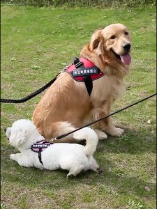 Toptan naylon sekiz iplikçik dokuma çekiş halat için büyük orta ölçekli köpekler Golden Retriever patlamaya dayanıklı köpek tasma delme - Product Image 3