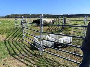 绵羊/牛/山羊/马的重型牲畜面板热浸镀锌加压处理木材热处理 - Product Image 3