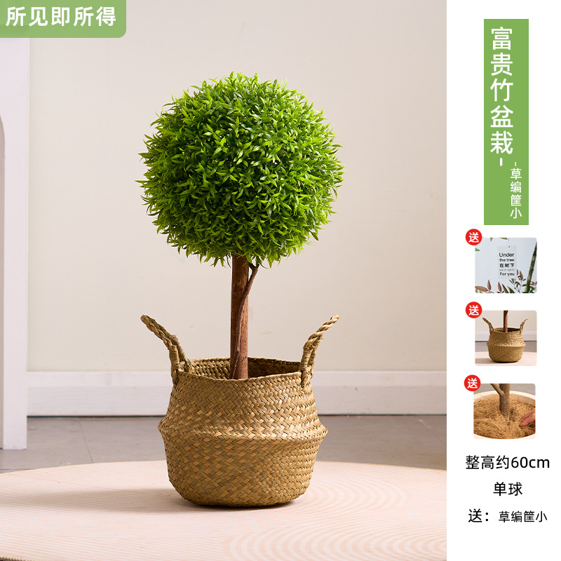 Plante en pot bambou porte-bonheur 60 cm + pot en herbe