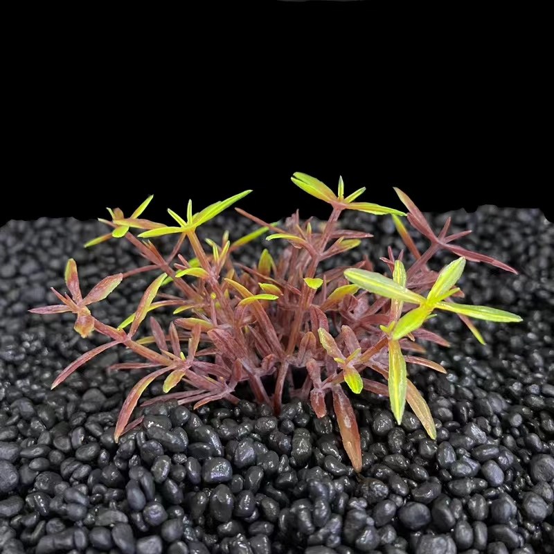 Erba lingua serpente autunno S229