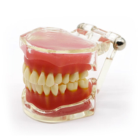 Modelo de dentadura oral anatómico para entrenamiento dental, dentadura extraíble estándar, modelos typodont de estudio dental