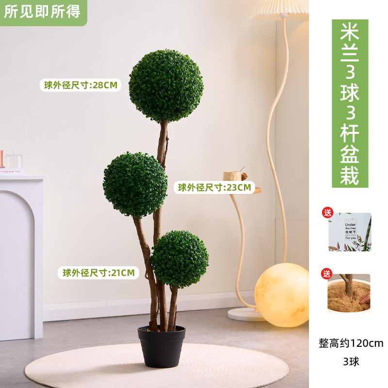 Plante en pot Milan 120 cm, 3 boules, 3 tiges.