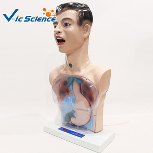 Modèle de pratique infirmière de base ; Modèle de simulation du corps humain pour l'enseignement des opérations d'infirmier(ère) sur tout le corps - Product Image 3