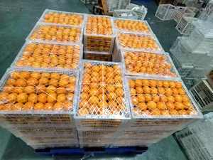 Naranjas Valencia Navel Frescas 2026, Cítricos Orgánicos Dulces y Jugosos de Primera Calidad para Exportación al por Mayor desde China - Product Image 5