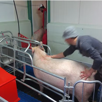 Nouveau Design Cages de Maternité Galvanisées à Chaud, Conception Populaire pour Élevage Porcin, Équipement de Ferme à Porcs