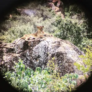 Telescopio binocular 10x25 HD para exteriores, resistente al agua, portátil, óptico profesional, telescopio binocular de caza - Product Image 4