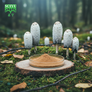 Extracto de Hongo <span class=keywords><strong>Coprinus</strong></span> <span class=keywords><strong>Comatus</strong></span> en Polvo 20:1 Soluble en Agua para Suplemento Alimenticio - Product Image 3