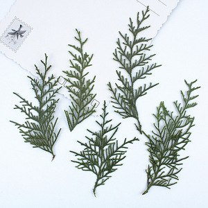 Hojas de Arborvitae Chinas Secas y Prensadas, Follaje Natural de Platycladus <span class=keywords><strong>Orientalis</strong></span> y <span class=keywords><strong>Thuja</strong></span> para Manualidades con Resina, Decoración del Hogar - Product Image 1