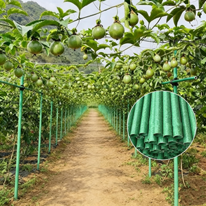 Poteaux de soutien pour arbres fruitiers en PRF pultrudé, piquets d'arbre en fibre de verre avec revêtement en polyester - Product Image 3