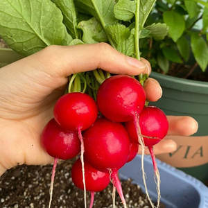 L'origine des légumes : Guide complet pour la plantation de légumes en toutes saisons pour la décoration des jardins et des cours - Product Image 1