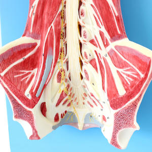Anatomiemodel Van Het Menselijk Wervelkanaal Met Zenuwen In Het Ruggenmerg-Voor Anesthesie En Minimaal Invasieve Lumbaal Onderwijs - Product Image 3