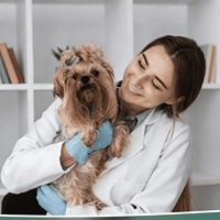 Friandise à mâcher souple OEM pour la prévention des puces et tiques chez le chien avec huile de poisson et vitamine E, soutien immunitaire, santé de la peau et du pelage, prévention orale