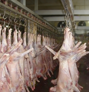 Machine à dépecer les peaux de chèvre et de mouton en acier inoxydable de haute qualité pour abattoir et <span class=keywords><strong>boucherie</strong></span>, équipement de ligne d'abattage - Product Image 5