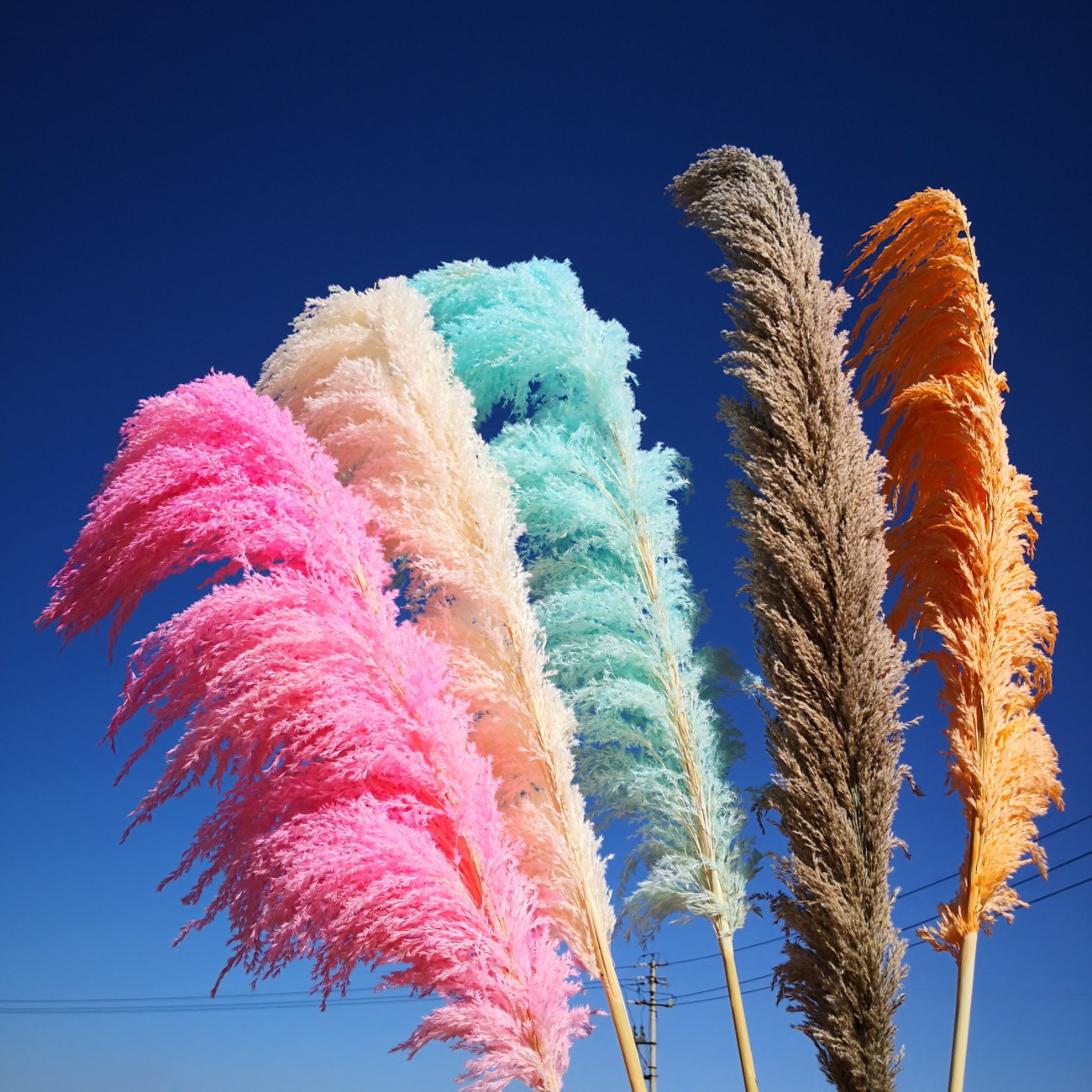 b0137干arundo donax pampas草彩色pampas草bulrush布置装饰pampas草