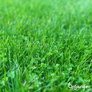 Micro Clover 1500 G 750 M2 Pure White Lawn Clover Macetas y jardineras Césped - Product Image 3